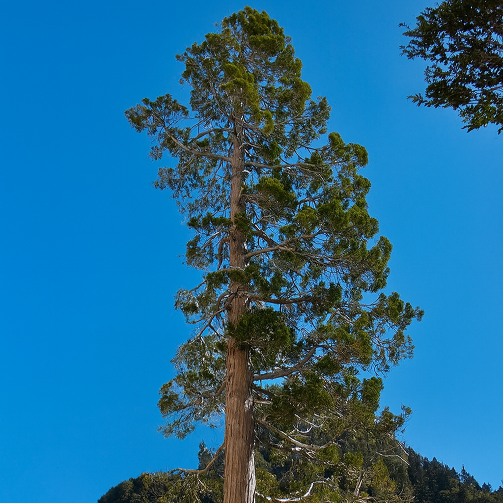 Adopta un Cipres de las Guaitecas