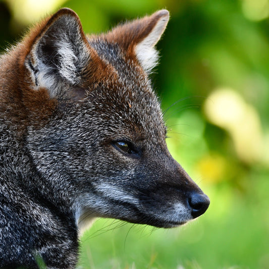 adopta un zorro chilote