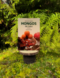 Guia de Campo Hongos de Chile