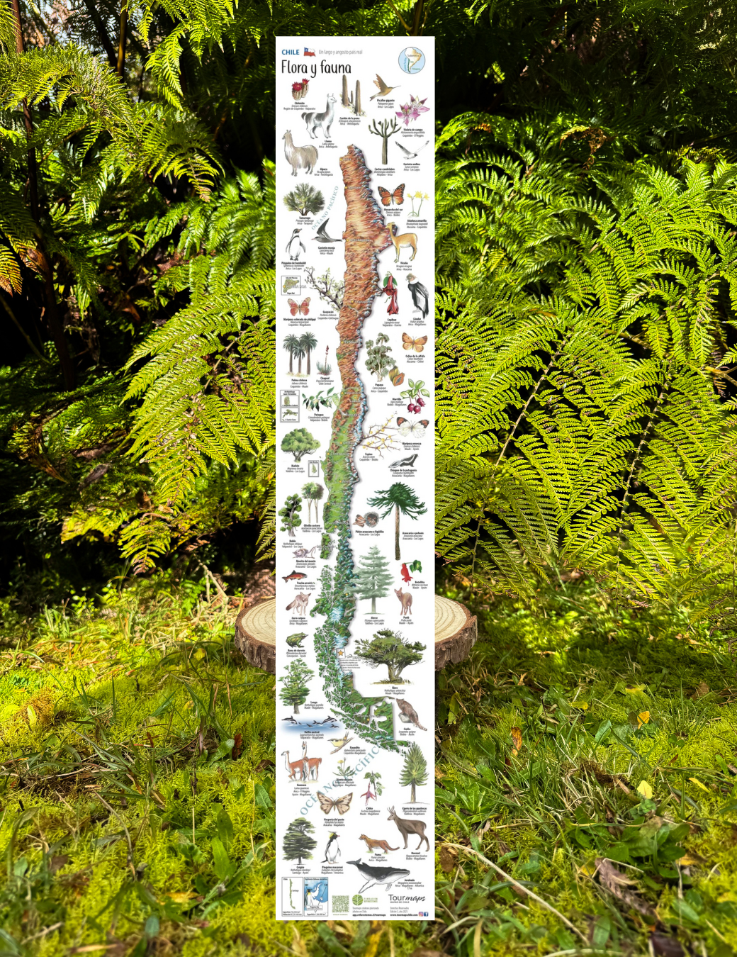 Flora y fauna de Chile - Mapa desplegable