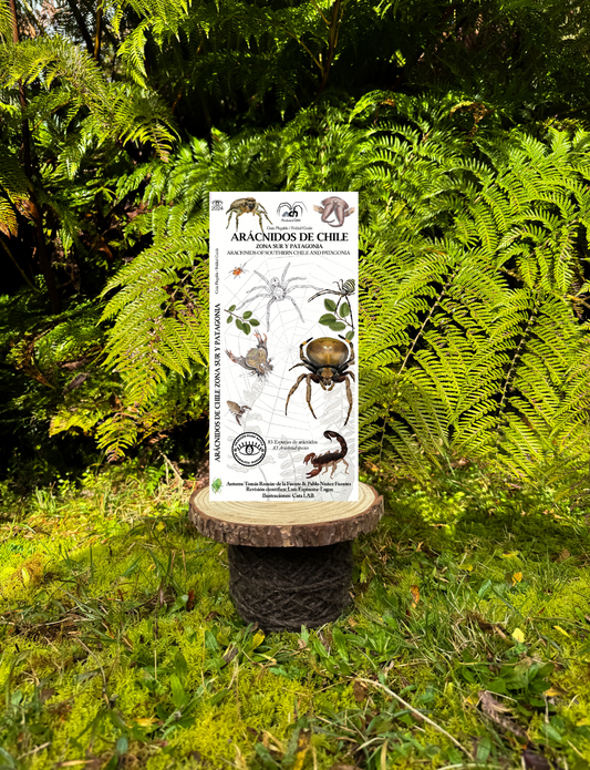 Guía arácnidos de Chile: Zona Sur y Patagonia