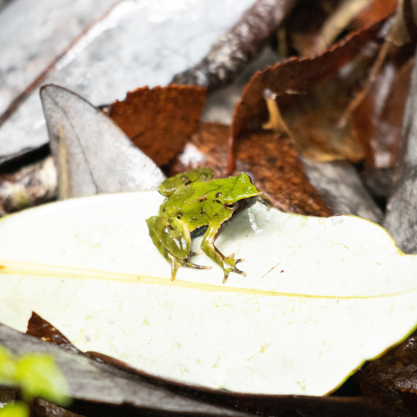 adopta una ranita de darwin