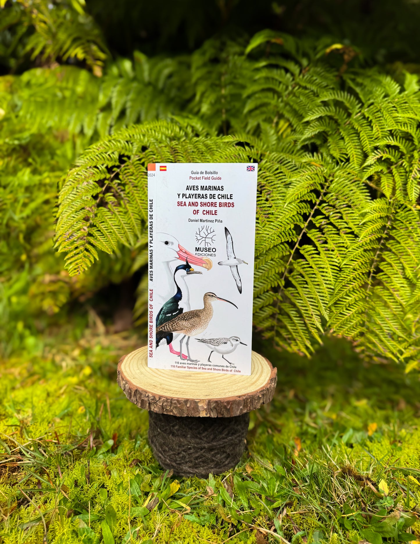 Guía de aves marinas y playeras