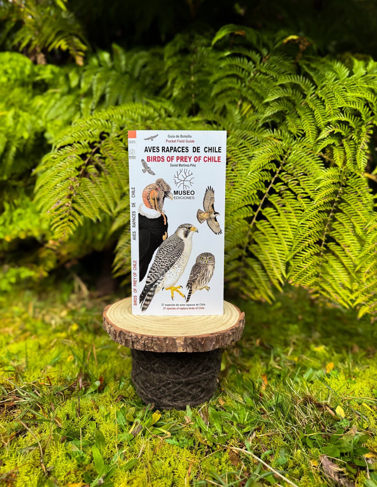 Guía aves rapaces de Chile