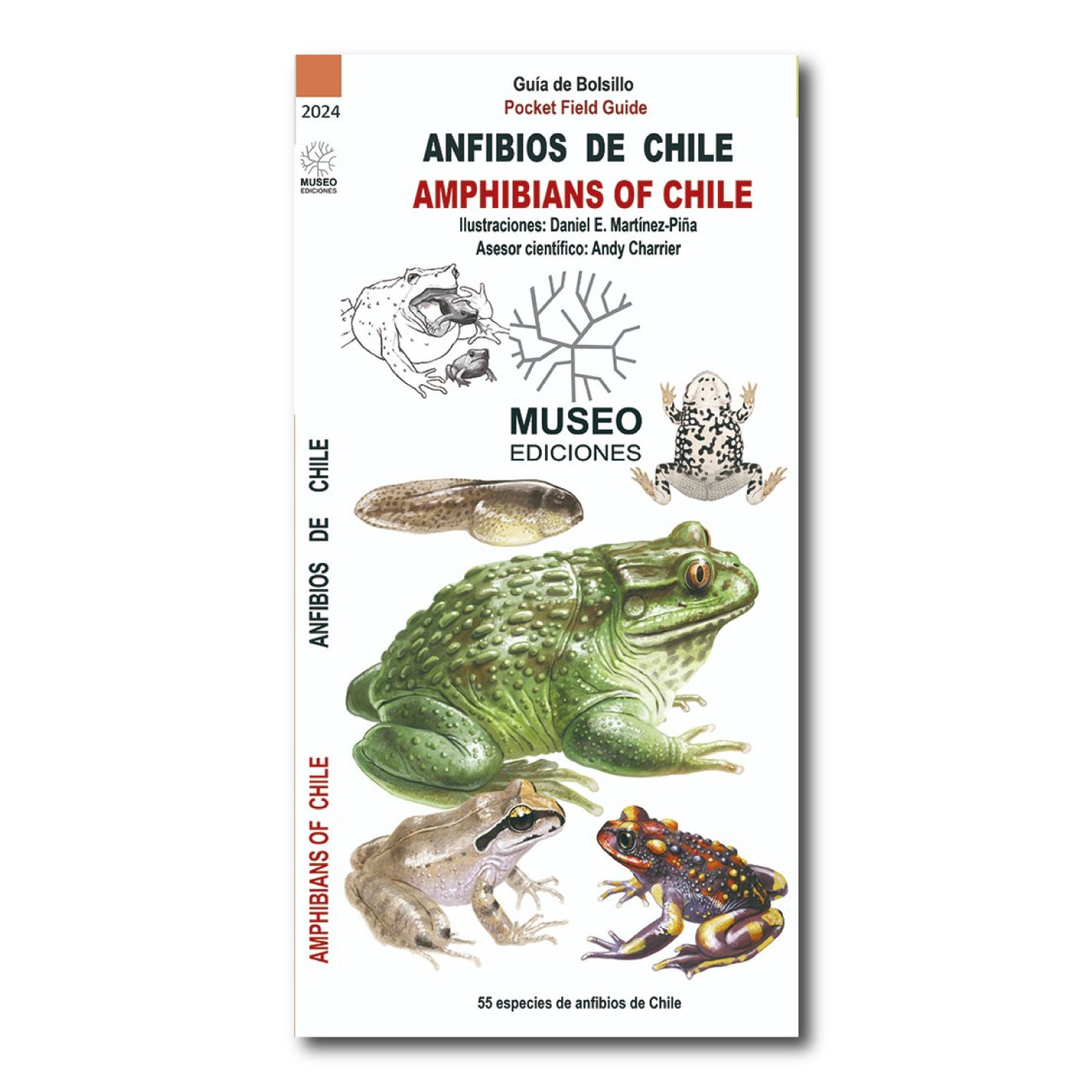 Guía anfibios de Chile