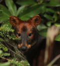 Adopta un Pudú