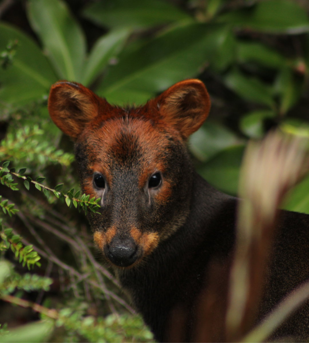 Adopta un Pudú