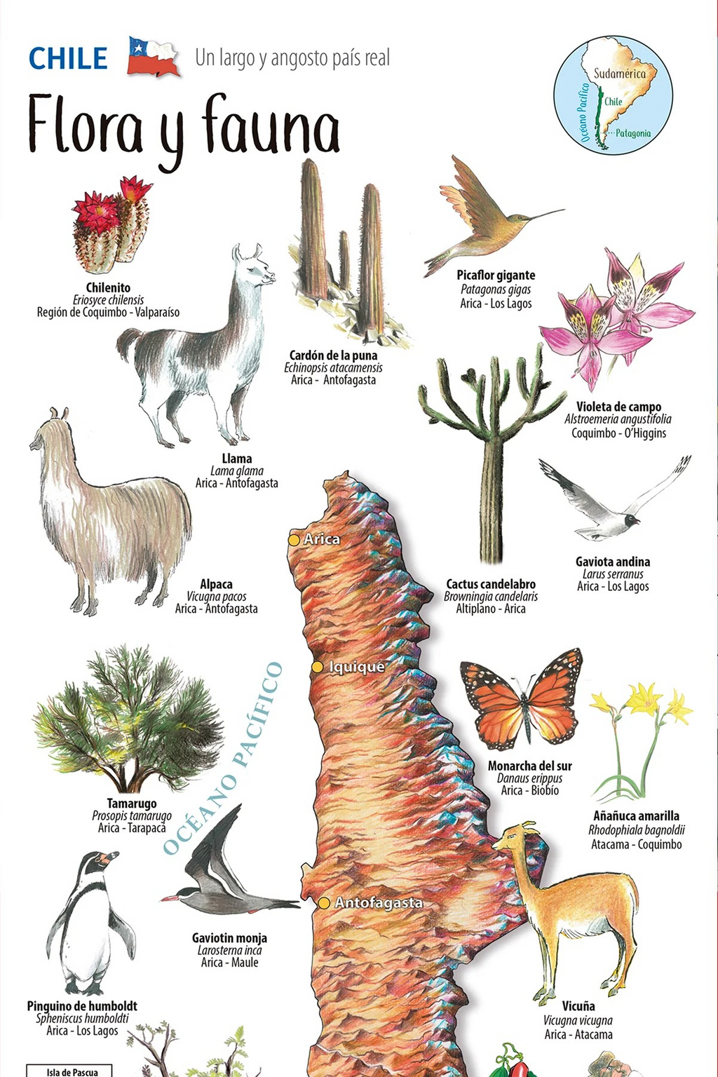 Flora y fauna de Chile - Mapa desplegable