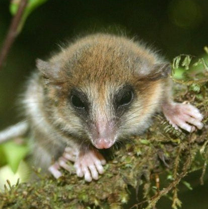 Adopta un Monito del Monte